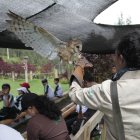 Aves que ya no pueden regresar a su hábitat participan de charlas para generar conciencia del daño que causa el tráfico ilegal.