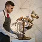 Un empleado coloca el esqueleto de un pájaro dodo de las islas Mauricio, fechado entorno al 1690, durante un pase de prensa con motivo de la subasta de la casa Christie, en Londres (Reino Unido).