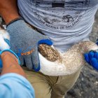 Una de las aves que fue revisada por técnicos.