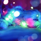 Tanto los perros como los gatos, sobre todo, los felinos, son muy traviesos y podrían ocasionar daños.