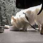 Restaurante. En Roma hay un local donde perros y humanos pueden disfrutar juntos de una buena cena.