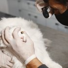 Referencial. Al gato lo encontraron en una caja con metanfetamina.