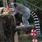 Los animales disfrutaron de sus regalos