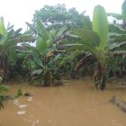 Pérdida. El desbordamiento del río Bataboro en Pastaza afectó a las plantaciones de plátano de la comunidad.