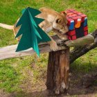 Los animales del Zoológico de Quito celebraron la Navidad.