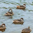 Aves que habitan en Galápagos.