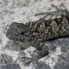 La nueva especie de iguana, "Calotes wangi", descubierta en China.