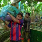 Hacienda. Personas alistando el banano para enviarlo a otros países.