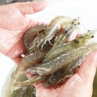 Producción.- La industria ecuatoriana produce los mejores camarones del mundo.