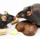 Dos ratones en un laboratorio sometidos al cambio de pelaje