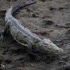 Fotografía de archivo de un cocodrilo a orillas de una playa.