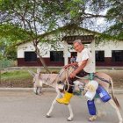 Cadeate. Lugareño se traslada en su asno, en una calle de esta comuna.