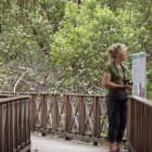 El manglar está ubicado en el interior del Parque Histórico en Samborondón. A diario decenas de personas transitan cerca a este ecosistema