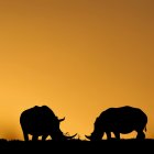 dos rinocerontes pastan mientras se pone el sol en el Parque de Animales Salvajes Kragga Kamma, situado a 30 kilómetros del centro de Puerto Elizabeth, en Sudáfrica.