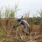 Un campesino trabaja en la cosecha de caña de azúcar, en una fotografía de archivo.