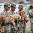 Soldados trabajan en el adiestramiento de cachorros el 19 de diciembre de 2023 en el departamento de adiestramiento canino de la Fuerza Aérea del Perú