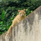 Aunque el animal sabe cómo retornar a su hogar, muchas veces ocurre que no logran llegar