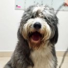 Adopción. Álvaro es uno de los 50 perritos que buscan un hogar.