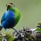 Imagen del ejemplar de mielero verde silvestre mitad macho y mitad hembra