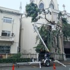 La fuerza del agua provocó la caída de varias ramas de este árbol tras la lluvia del 12 de enero.