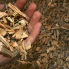 Ecología.- Más países se interesan en trabajar con la biomasa.