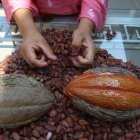 Granos. Una persona analiza el secado de la pepa de cacao antes de transformarla en chocolate.