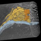 Reconstrucción radiográfica de un alga fósil de 32 millones de años de antigüedad, coloreada para mostrar la base (naranja), la sujeción (amarillo) y la concha de bivalvo a la que estaba unida (azul). Crédito: Dula Parkinson/Advanced Light Source, Laboratorio Nacional Lawrence Berkeley