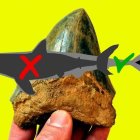 Silueta oscura que representa la forma del cuerpo de Otodus megalodon reconstruida anteriormente, superpuesta a un contorno claro que muestra la forma del cuerpo recién interpretada