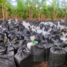 Un operativo coordinado con Fuerzas Armadas, en una hacienda del sector Los Sedros, en Los Ríos, permitió la incautación de unos 300 sacos de yute con aparentemente cocaína.