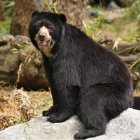 El oso andino y oso de anteojos en una foto de archivo.