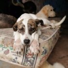 Ningún animalito resultó afectado por el fuego.