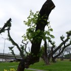 Rebrote. Árboles de la Ferroviaria tienen nuevos rebrotes tras endoterapia.