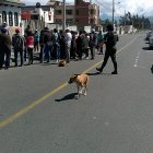 Unos habitantes del barrio Santa Cruz se cansaron de los múltiples ataques y pidieron el desalojo de los canes