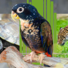 Collage usado para graficar este artículo relacionado con la fauna y el narcotráfico.