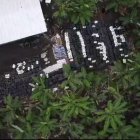 En esta toma área se ven los sembríos de plátanos alrededor del criadero de cerdos de la finca