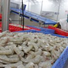 Las ventas de camarón sumaron los $ 6.665 millones hasta noviembre del 2023.