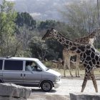 La jirafa Benito (i) se integra hoy a su nueva manada en el zoológico Africam Safari, en el estado de Puebla (México).
