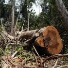 Un árbol shihuahuaco talado en Madre de Dios, en la Amazonía peruana.