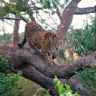 Corriente. Un yaguareté camina lento sobre el tronco de un árbol