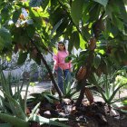 Finca.- Uno de los cultivos de cacao urbano que hay en Guayaquil.