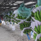 Los bananeros dicen estar abiertos a auditorías.