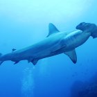 Imagen referencial para graficar este artículo.