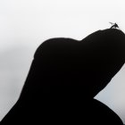 Un mosquito de la especie Aedes aegypti sobre el dedo de una persona.