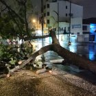 Segura EP informa que coordina la atención de arboles caídos