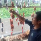 José Alvarado muestra las raíces de uña de gato, zarzaparrilla que sirven para la próstata e inflamaciones.