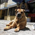 Los animalitos deambulan por la calle y son víctimas de maltrato