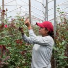 Los patrones que dan particulares colores a las rosas que se cultivan las vuelven populares en el exterior. La mayor parte se exporta.