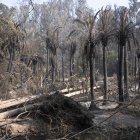 Viña del Mar. Chile es el epicentro de una ola inédita de incendios.