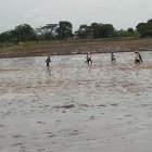 Cultivo. Arroceros de los Quemados, Yurima y Jigual, de Daule, a finales de enero empezaron a sembrar.