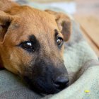 Tras la agresión, Commu se encuentra luchando por su vida.